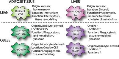 The Interplay Between Tissue Niche and Macrophage Cellular Metabolism in Obesity